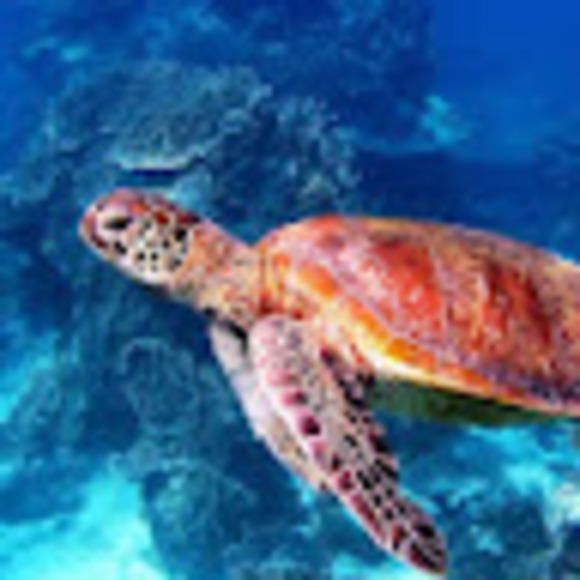 Meet your Posher, Anna - Picture 1 of 1